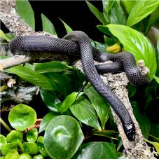 Mexican Black Kingsnake (Lampropeltis getula nigritus)