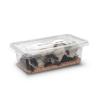 Live Black Crickets - Hatchling (3mm) Approx 500 per Tub