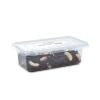 Live Fruit Beetle Grubs - (25-35mm) Approx 10 per Tub
