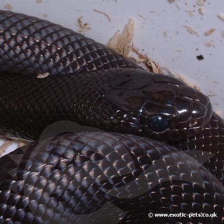Black King Snake