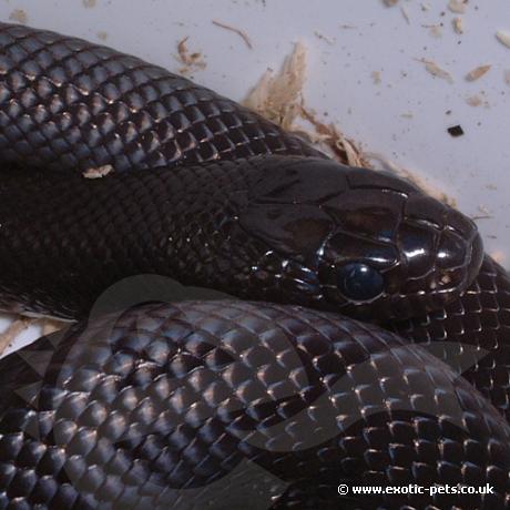 kingsnake mexican snake