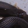 Black King Snake photo